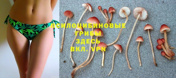 прущие грибы Верея